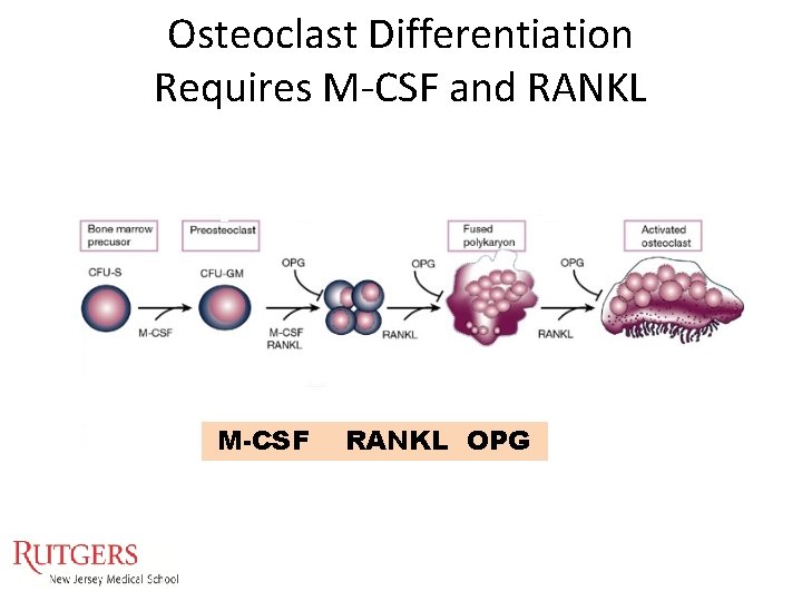 Osteoclast Differentiation Requires M-CSF and RANKL M-CSF RANKL OPG Osteoclast Differentiation Requires M-CSF and RANKL M-CSF RANKL OPG