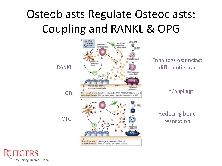 Osteoblasts Regulate Osteoclasts: Coupling and RANKL & OPG RANKL OR OPG Enhances osteoclast differentiation Osteoblasts Regulate Osteoclasts: Coupling and RANKL & OPG RANKL OR OPG Enhances osteoclast differentiation