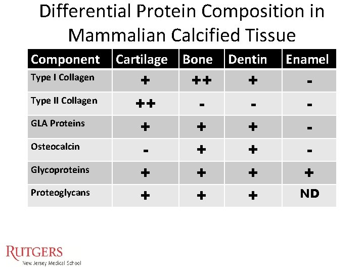 Differential Protein Composition in Mammalian Calcified Tissue Component Type I Collagen Type II Collagen Differential Protein Composition in Mammalian Calcified Tissue Component Type I Collagen Type II Collagen