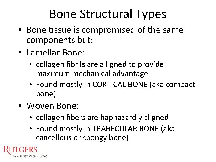 Bone Structural Types • Bone tissue is compromised of the same components but: • Bone Structural Types • Bone tissue is compromised of the same components but: •