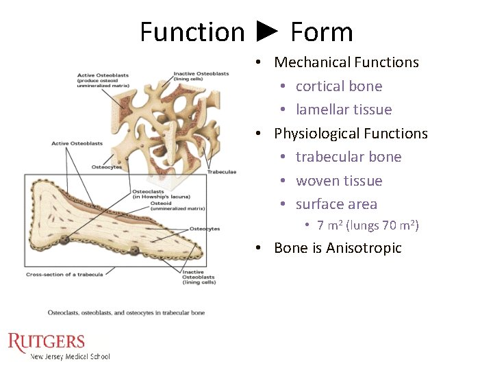 Function ► Form • Mechanical Functions • cortical bone • lamellar tissue • Physiological Function ► Form • Mechanical Functions • cortical bone • lamellar tissue • Physiological