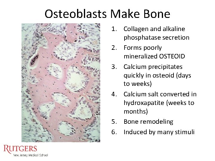 Osteoblasts Make Bone 1. Collagen and alkaline phosphatase secretion 2. Forms poorly mineralized OSTEOID Osteoblasts Make Bone 1. Collagen and alkaline phosphatase secretion 2. Forms poorly mineralized OSTEOID