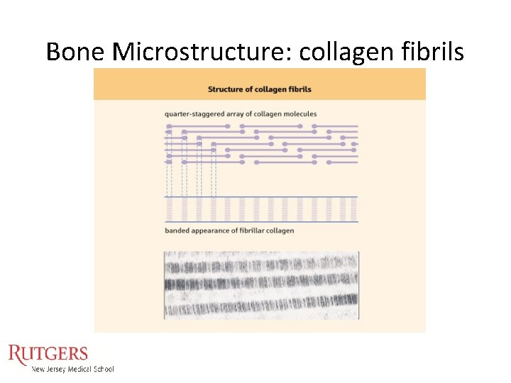 Bone Microstructure: collagen fibrils Bone Microstructure: collagen fibrils
