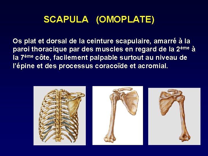 SCAPULA (OMOPLATE) Os plat et dorsal de la ceinture scapulaire, amarré à la paroi