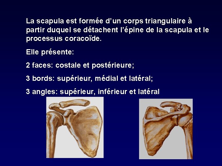 La scapula est formée d’un corps triangulaire à partir duquel se détachent l’épine de