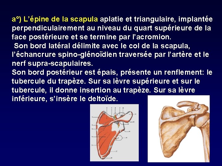 a°) L’épine de la scapula aplatie et triangulaire, implantée perpendiculairement au niveau du quart