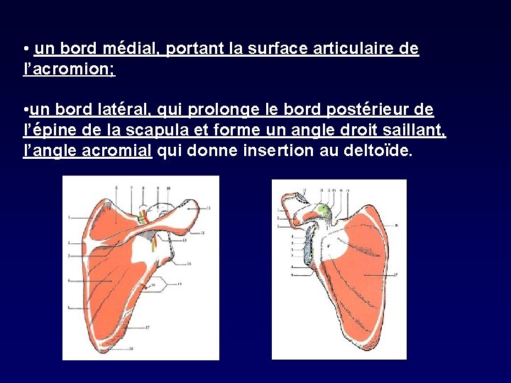  • un bord médial, portant la surface articulaire de l’acromion; • un bord