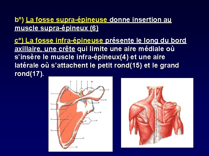 b°) La fosse supra-épineuse donne insertion au muscle supra-épineux (6) c°) La fosse infra-épineuse