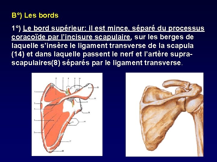 B°) Les bords 1°) Le bord supérieur: il est mince, séparé du processus coracoïde