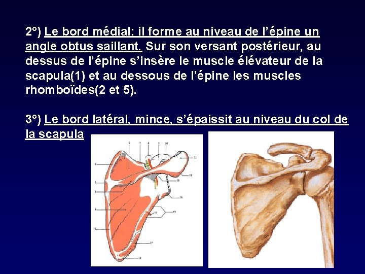 2°) Le bord médial: il forme au niveau de l’épine un angle obtus saillant.