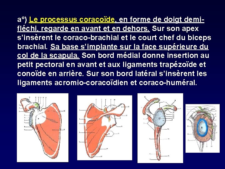 a°) Le processus coracoïde, en forme de doigt demifléchi, regarde en avant et en