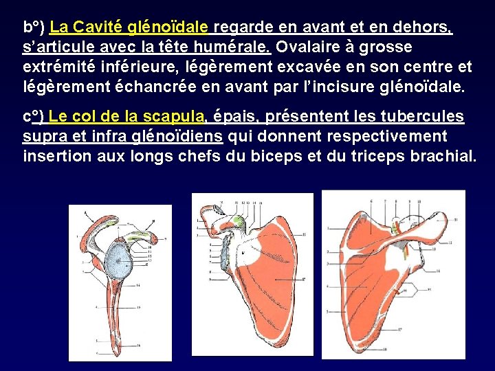 b°) La Cavité glénoïdale regarde en avant et en dehors, s’articule avec la tête