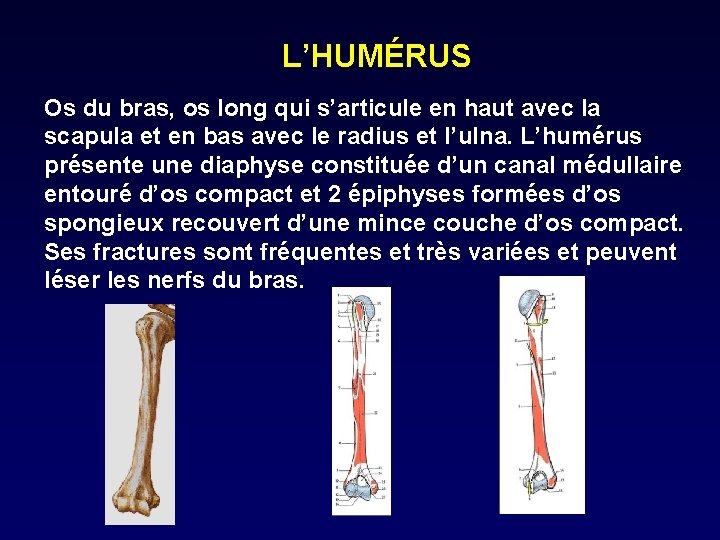 L’HUMÉRUS Os du bras, os long qui s’articule en haut avec la scapula et