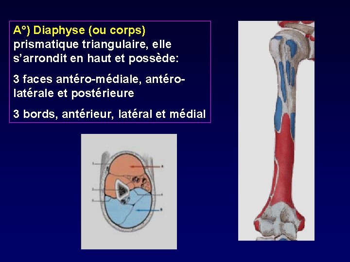 A°) Diaphyse (ou corps) prismatique triangulaire, elle s’arrondit en haut et possède: 3 faces
