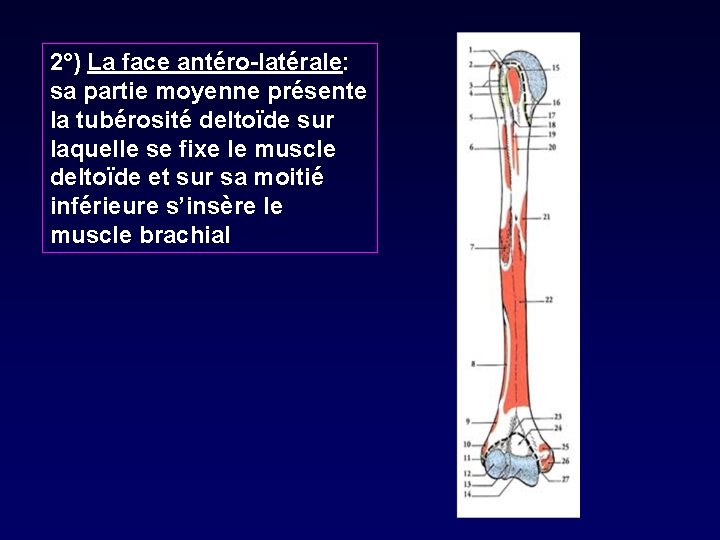 2°) La face antéro-latérale: sa partie moyenne présente la tubérosité deltoïde sur laquelle se