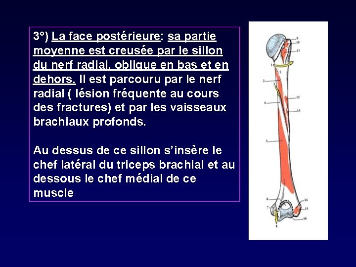 3°) La face postérieure: sa partie moyenne est creusée par le sillon du nerf