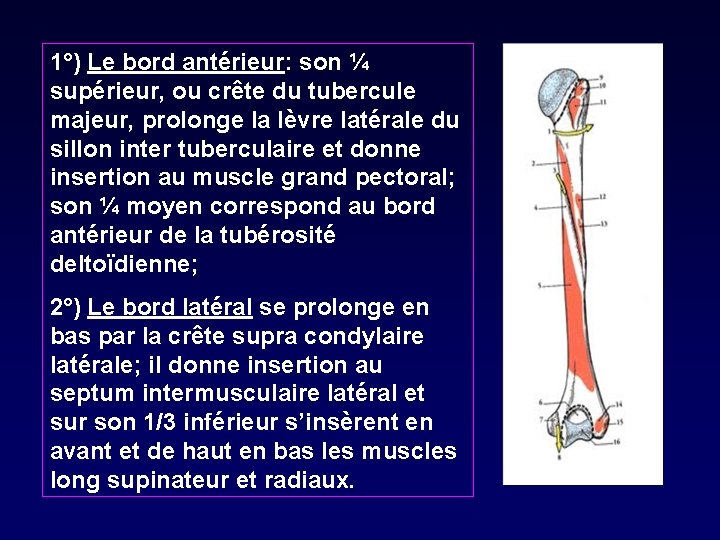 1°) Le bord antérieur: son ¼ supérieur, ou crête du tubercule majeur, prolonge la