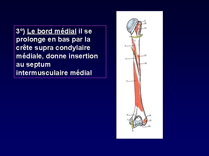 3°) Le bord médial il se prolonge en bas par la crête supra condylaire