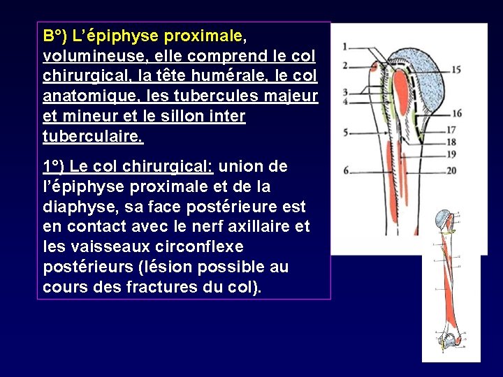 B°) L’épiphyse proximale, volumineuse, elle comprend le col chirurgical, la tête humérale, le col