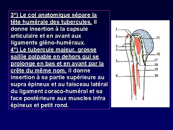 3°) Le col anatomique sépare la tête humérale des tubercules, il donne insertion à