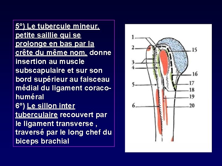 5°) Le tubercule mineur, petite saillie qui se prolonge en bas par la crête