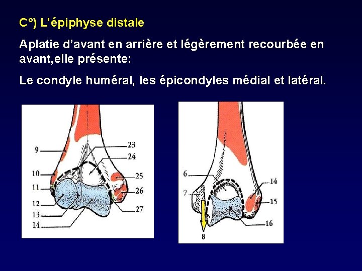 C°) L’épiphyse distale Aplatie d’avant en arrière et légèrement recourbée en avant, elle présente: