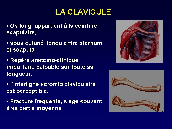 LA CLAVICULE • Os long, appartient à la ceinture scapulaire, • sous cutané, tendu