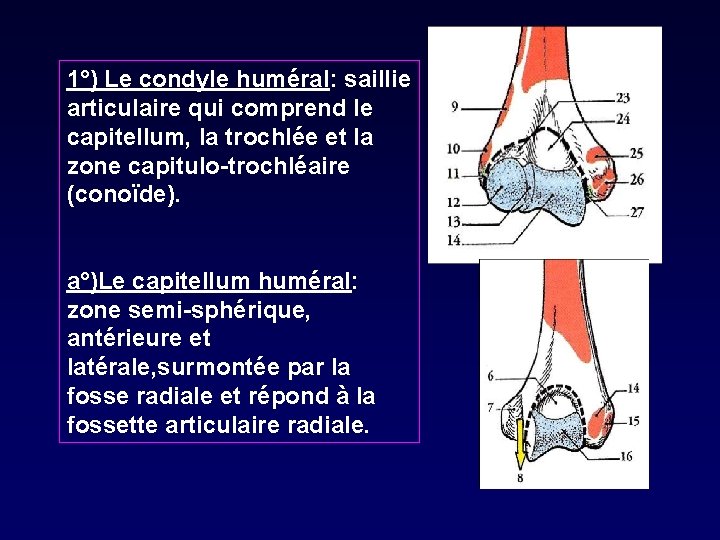 1°) Le condyle huméral: saillie articulaire qui comprend le capitellum, la trochlée et la