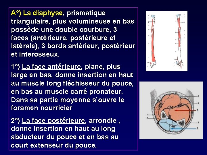 A°) La diaphyse, prismatique triangulaire, plus volumineuse en bas possède une double courbure, 3