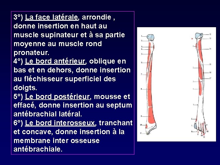 3°) La face latérale, arrondie , donne insertion en haut au muscle supinateur et