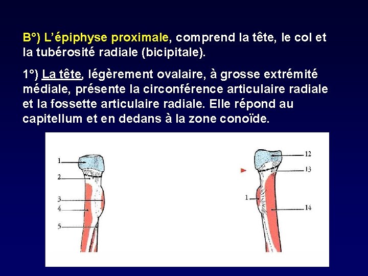 B°) L’épiphyse proximale, comprend la tête, le col et la tubérosité radiale (bicipitale). 1°)