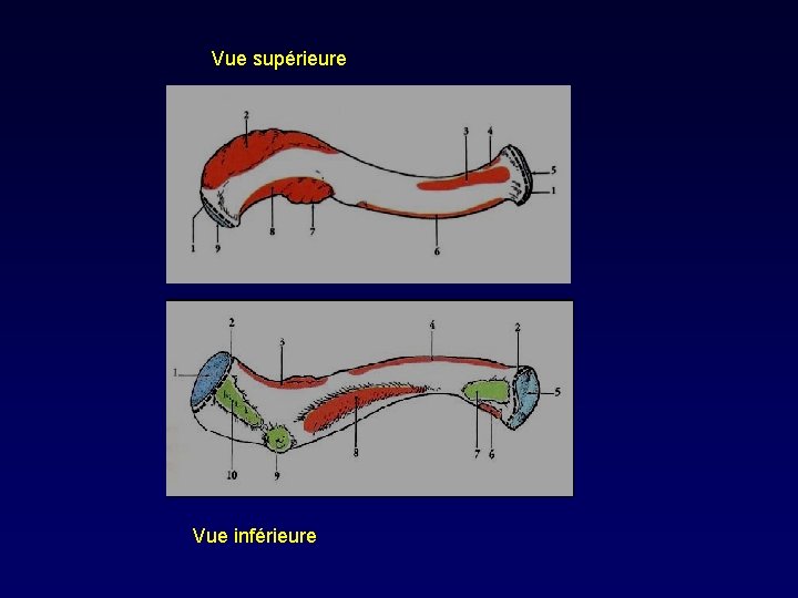 Vue supérieure Vue inférieure 