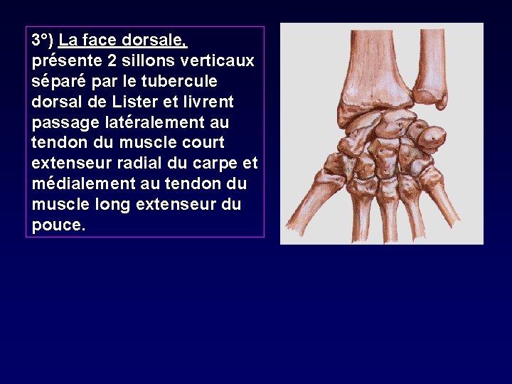 3°) La face dorsale, présente 2 sillons verticaux séparé par le tubercule dorsal de