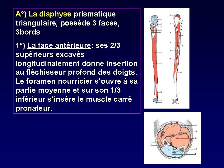 A°) La diaphyse prismatique triangulaire, possède 3 faces, 3 bords 1°) La face antérieure: