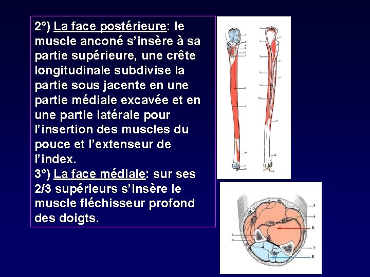 2°) La face postérieure: le muscle anconé s’insère à sa partie supérieure, une crête