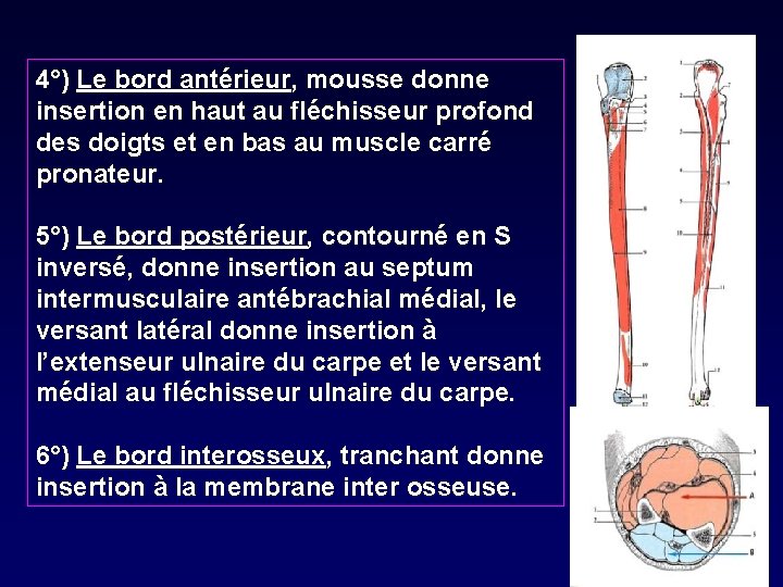 4°) Le bord antérieur, mousse donne insertion en haut au fléchisseur profond des doigts