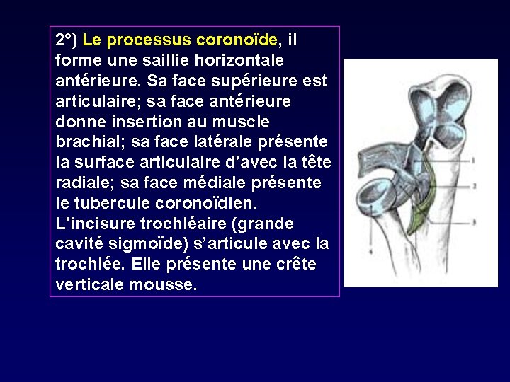 2°) Le processus coronoïde, il forme une saillie horizontale antérieure. Sa face supérieure est