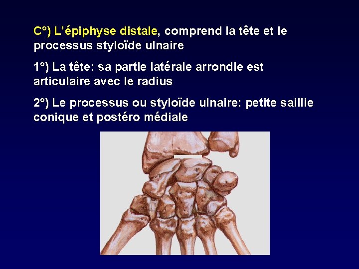 C°) L’épiphyse distale, comprend la tête et le processus styloïde ulnaire 1°) La tête: