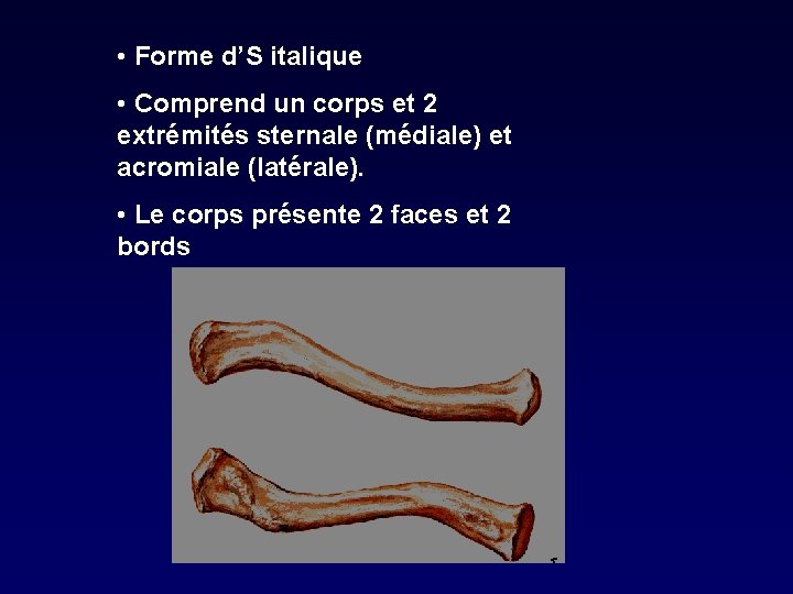  • Forme d’S italique • Comprend un corps et 2 extrémités sternale (médiale)