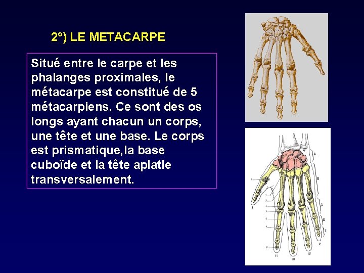 2°) LE METACARPE Situé entre le carpe et les phalanges proximales, le métacarpe est