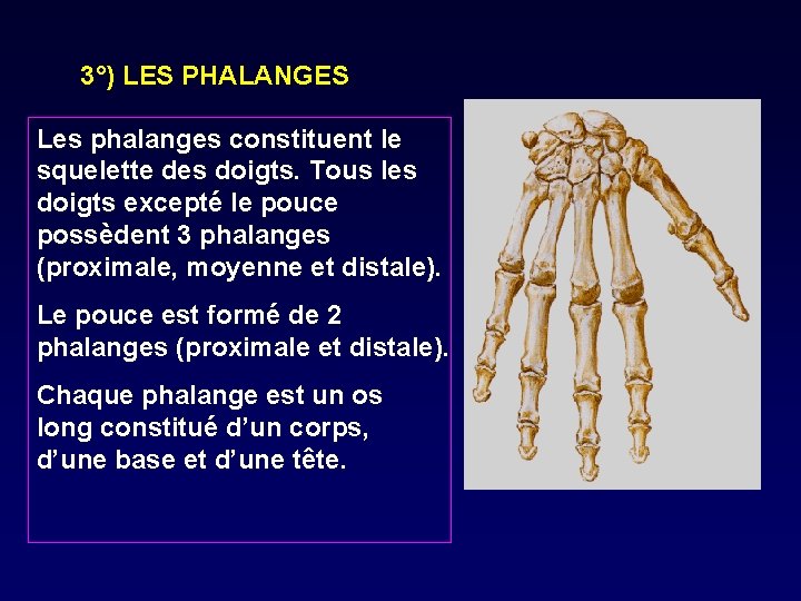 3°) LES PHALANGES Les phalanges constituent le squelette des doigts. Tous les doigts excepté