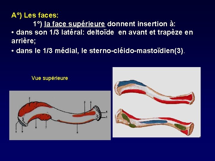 A°) Les faces: 1°) la face supérieure donnent insertion à: • dans son 1/3