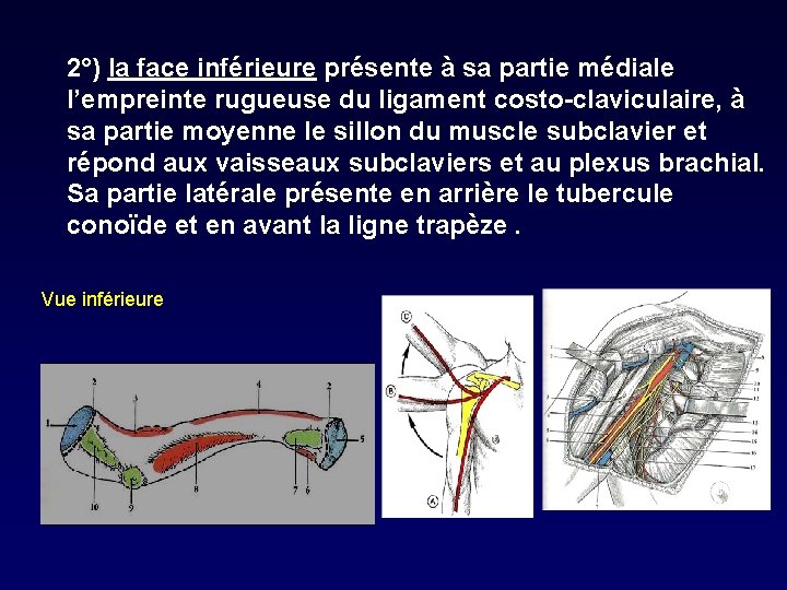 2°) la face inférieure présente à sa partie médiale l’empreinte rugueuse du ligament costo-claviculaire,