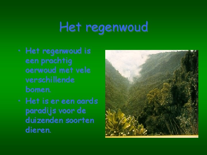 Het regenwoud • Het regenwoud is een prachtig oerwoud met vele verschillende bomen. •