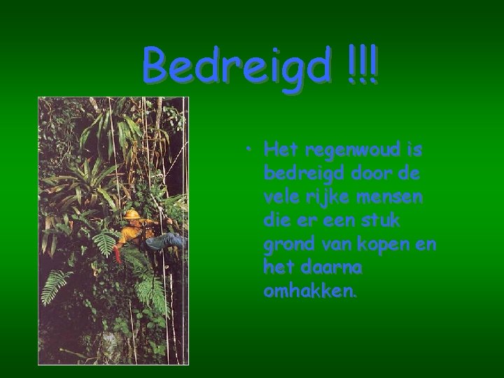 Bedreigd !!! • Het regenwoud is bedreigd door de vele rijke mensen die er