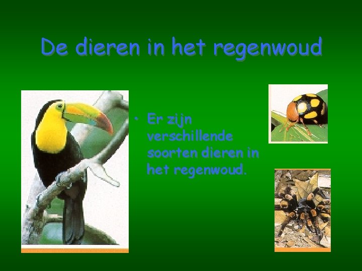 De dieren in het regenwoud • Er zijn verschillende soorten dieren in het regenwoud.