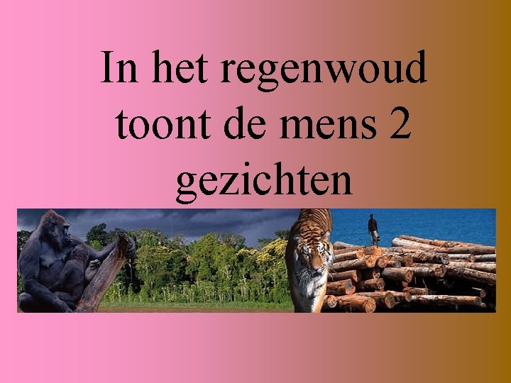 In het regenwoud toont de mens 2 gezichten 