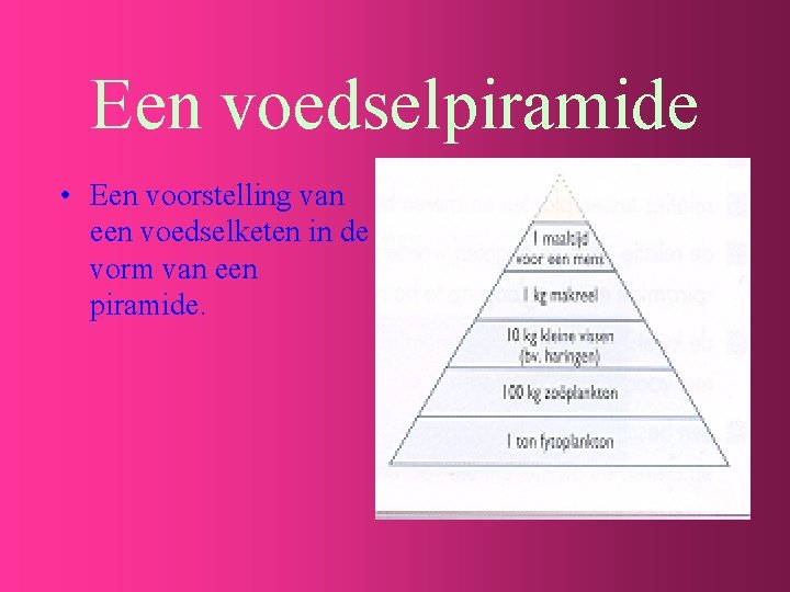 Een voedselpiramide • Een voorstelling van een voedselketen in de vorm van een piramide.