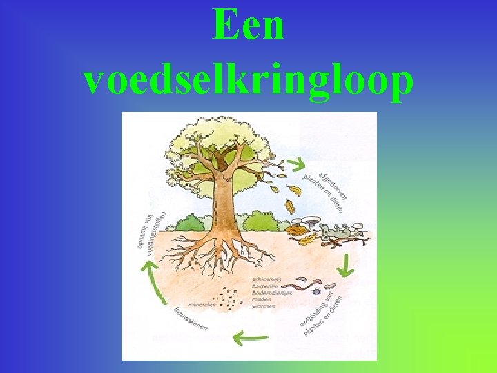 Een voedselkringloop 