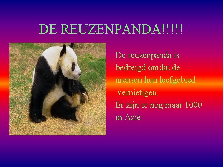 DE REUZENPANDA!!!!! De reuzenpanda is bedreigd omdat de mensen hun leefgebied vernietigen. Er zijn